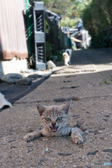 おにゃっ！見つかったにゃ～～
