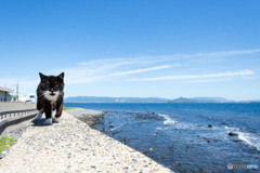 海辺のネコさん。良い天気でしたね～。