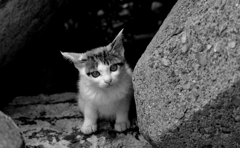 イカ耳になるのかな・・・？