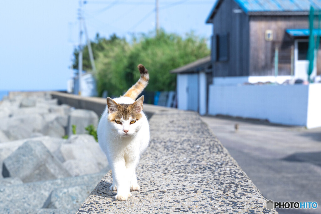 おはよう、ネコさん
