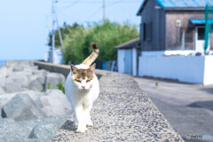 おはよう、ネコさん
