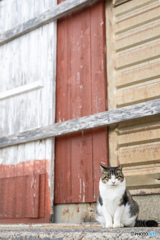 ふっくらまめちゃん