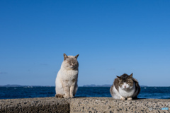 春そこまで来ているニャ