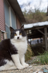 ちょび髭おチビさん