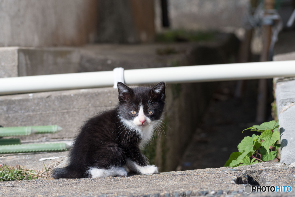 おチビのはっちゃん