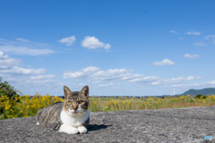 秋だにゃ 秋だにゃ