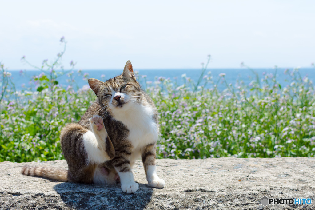 初夏の陽気でカキカキカキ
