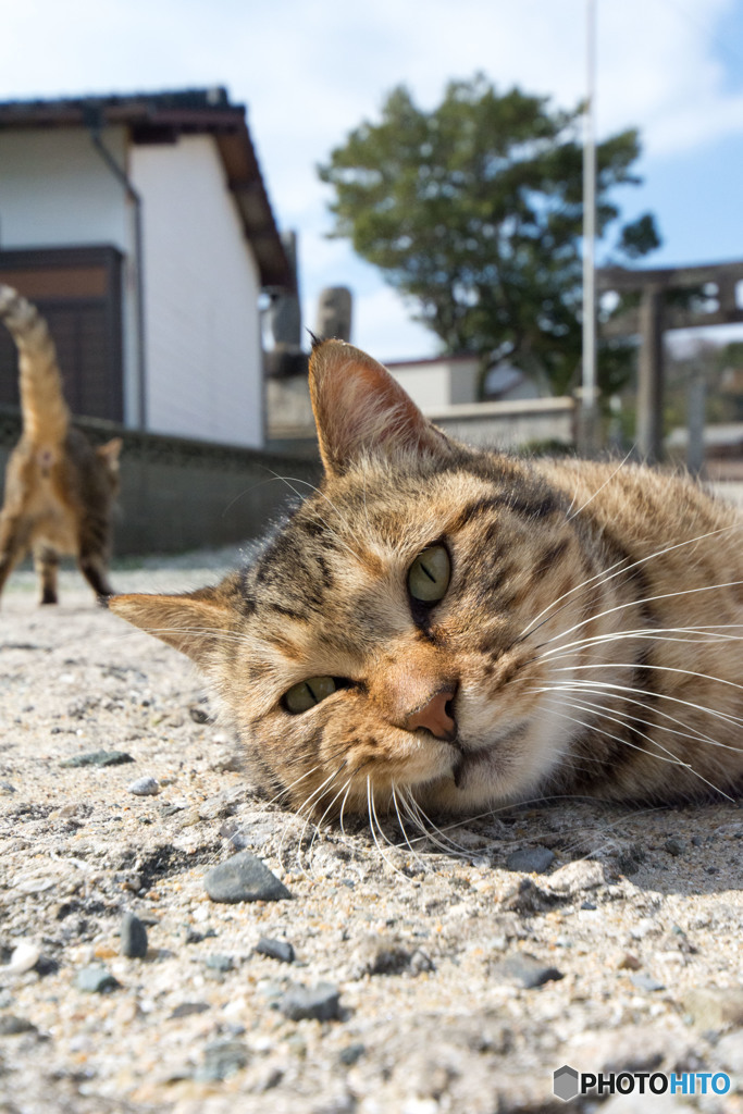 グデグデのネコさん
