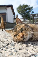 グデグデのネコさん