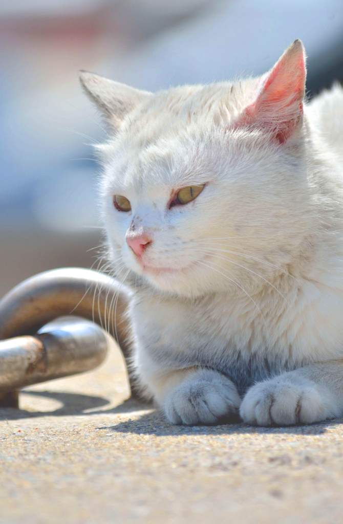 口元素敵なシロネコさん
