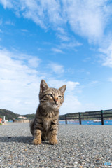 爽やか秋の日