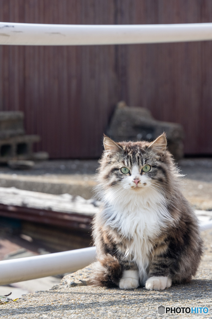 ふわもふガール