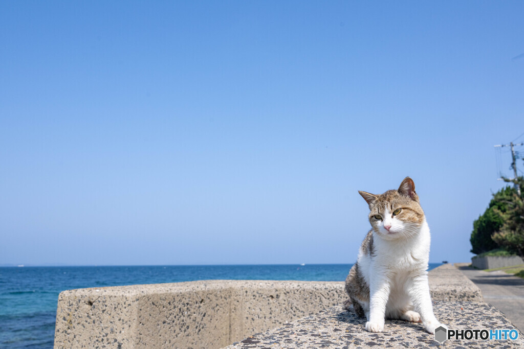 真夏日カモン