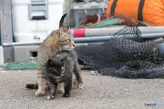 お母ちゃんと一緒だと勇気が沸く