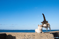 飛行隊のネコさん（10）