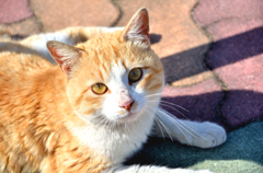 島一番のハンサムさん