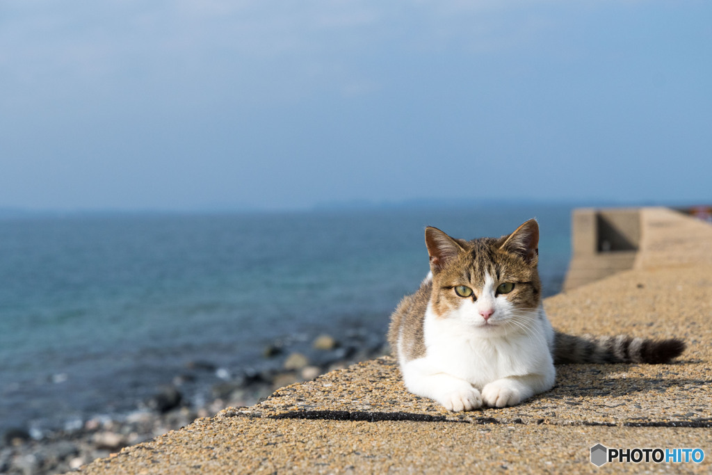 べっぴんしゃん