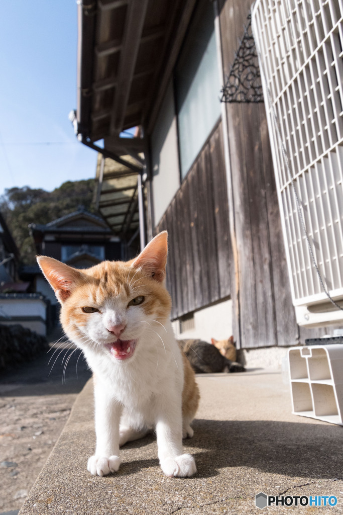 にゃんだニャ～