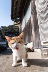 にゃんだニャ～