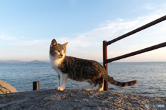 夕方ニャンニャン