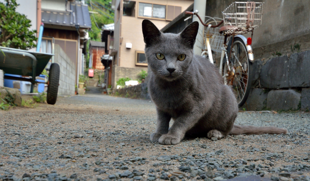 初めてお目にかかりますね