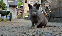 初めてお目にかかりますね