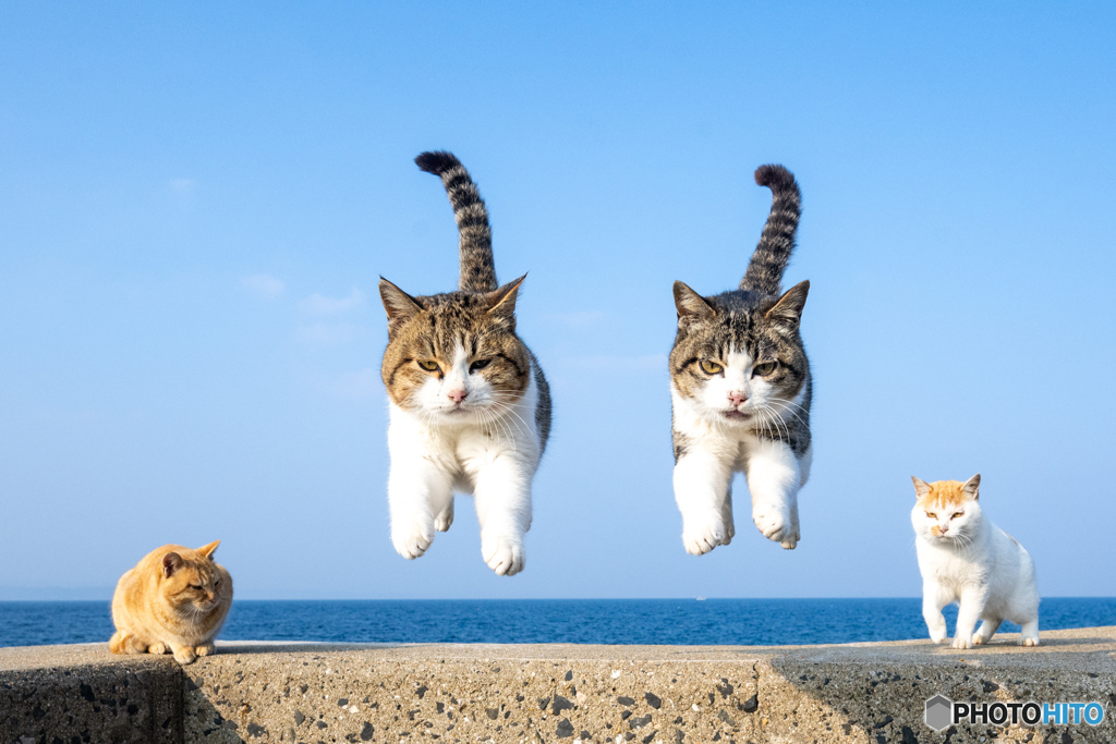 流星キャッツ参上