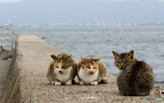海辺の少女たち