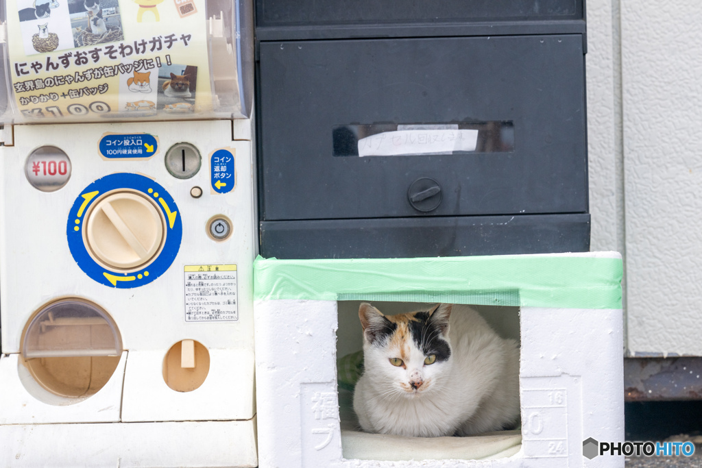 ガチャやってよ