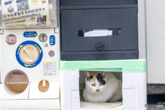 ガチャやってよ