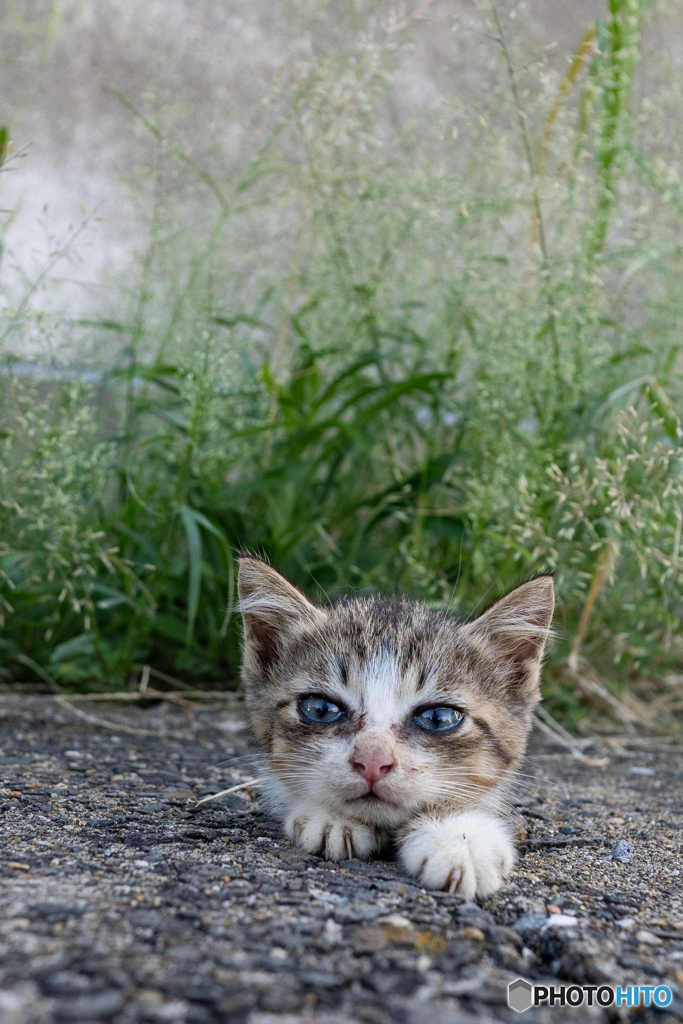 ぴょこ
