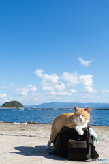 不思議な眠り方