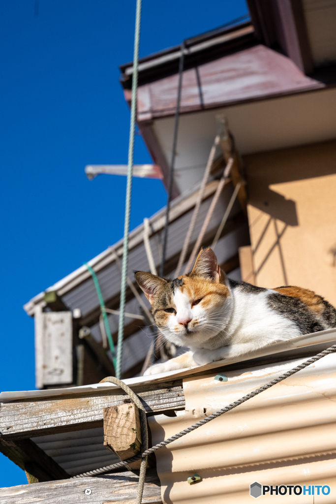 屋根の上で