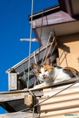屋根の上で