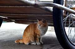 リヤカーの下にいます
