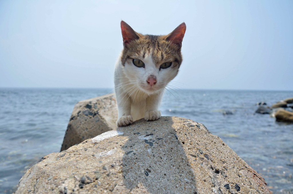 ようこそ。ヽ(^0^)ノ