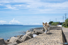 夏の防波堤は