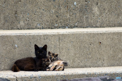 黒母ちゃんとちーさび家族