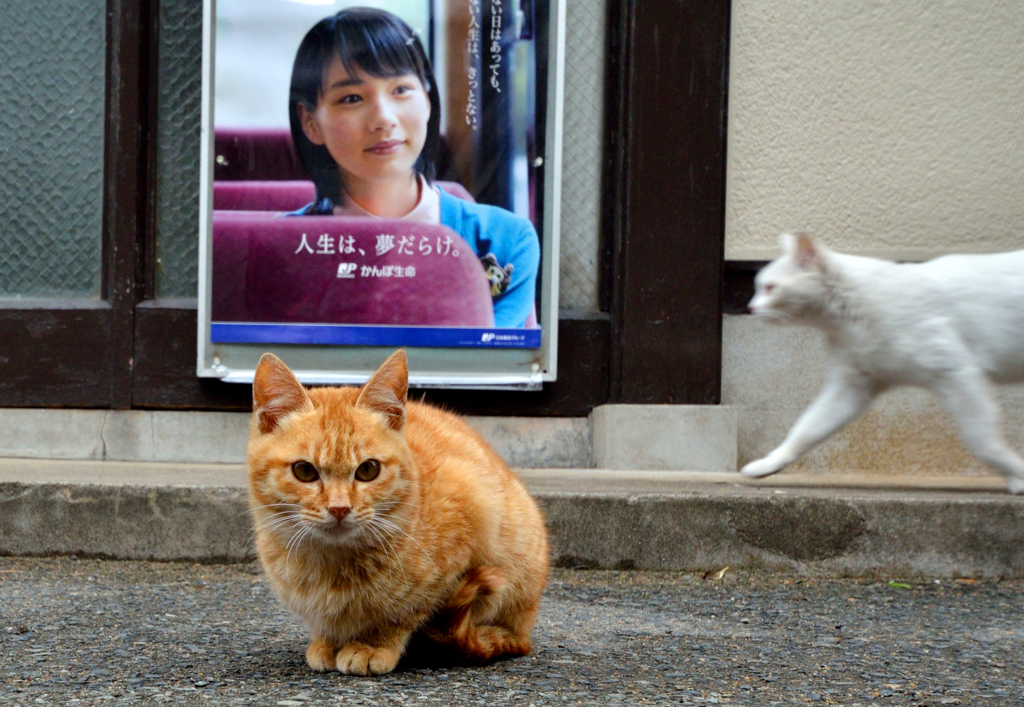 人生は、夢だらけ。