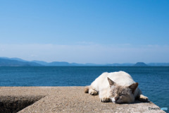 いい心地ニャんです