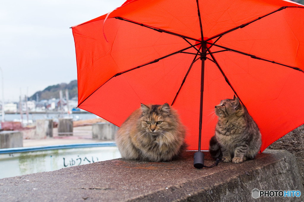 小雨だニャ