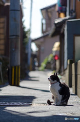 路地裏のネコさん（2）