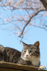 そろそろお昼ゴハンだニャ
