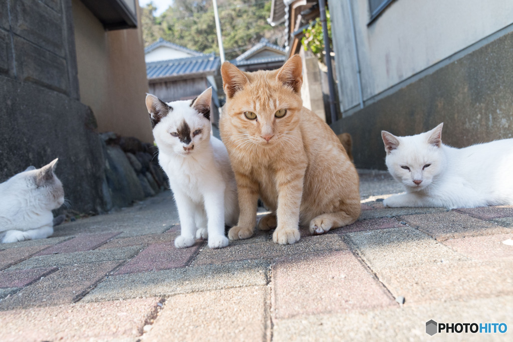 何だニャ