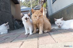 何だニャ