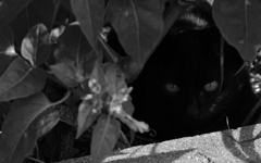 隠れているんですか？