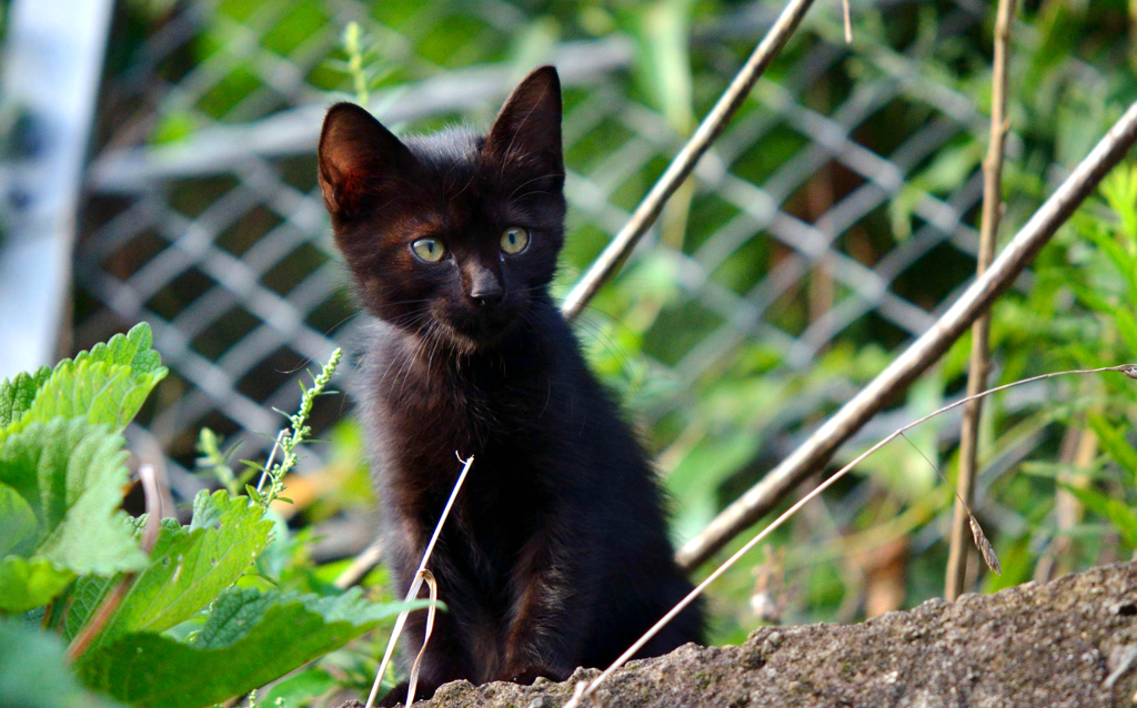 いたいけなクロちゃん