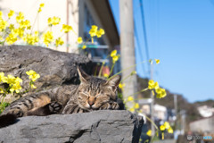 春が来そう