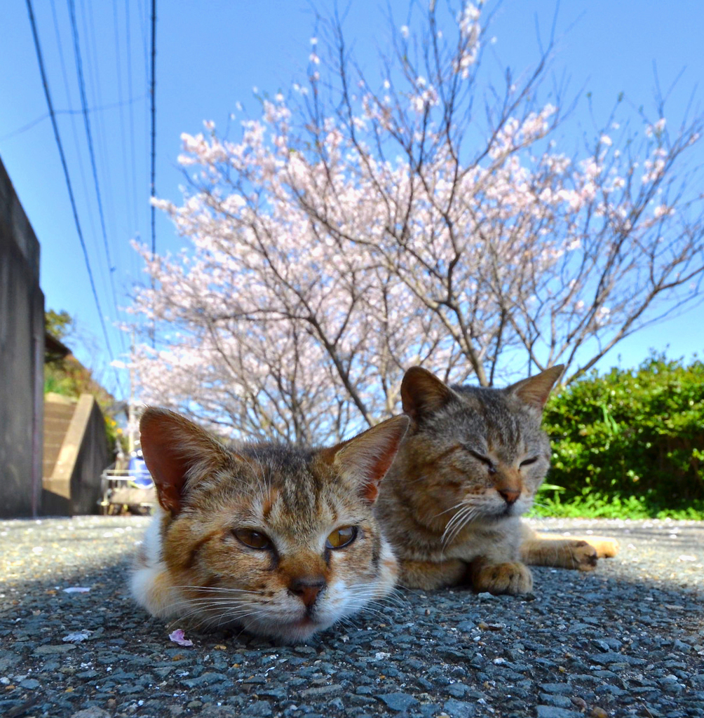 脱力系島猫