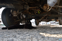 ジェリーさん、日陰に避難す